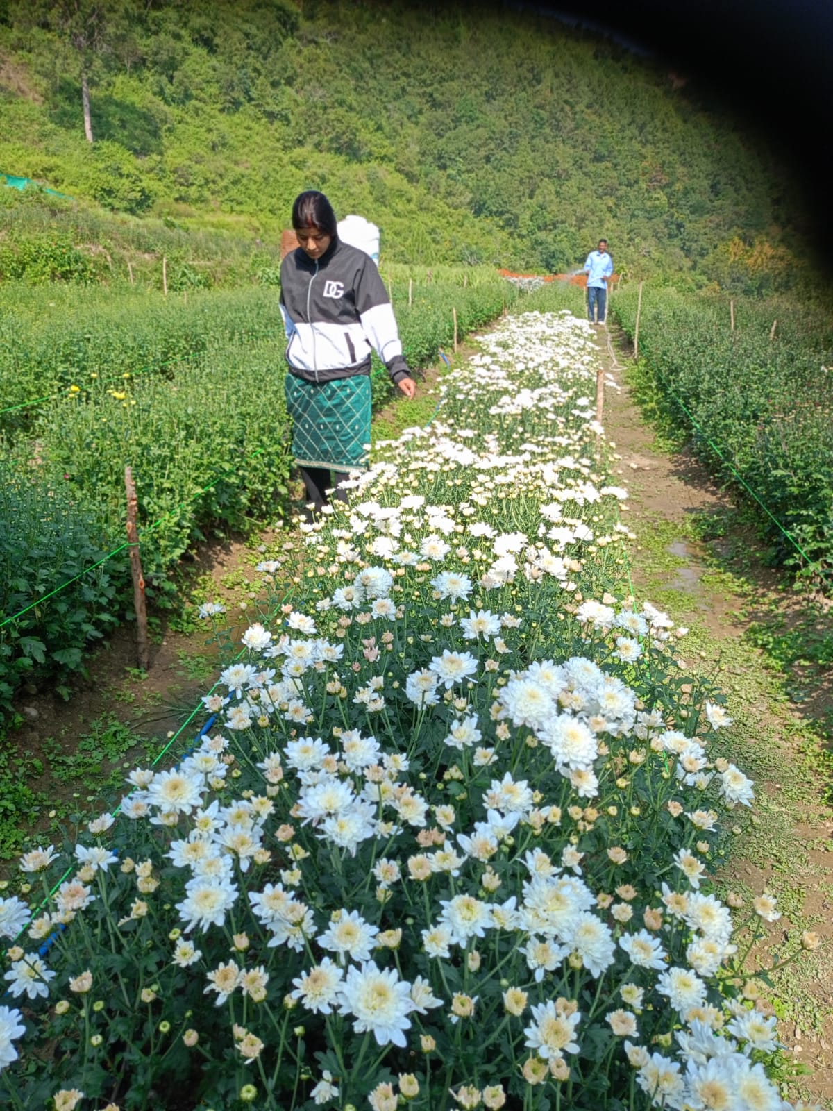 संयुक्त कृषि परियोजना बनी ग्रामीण परिवर्तन की धुरी, नारी शक्ति और सहकारिता से खिला 133 नाली कृषि क्लस्टर